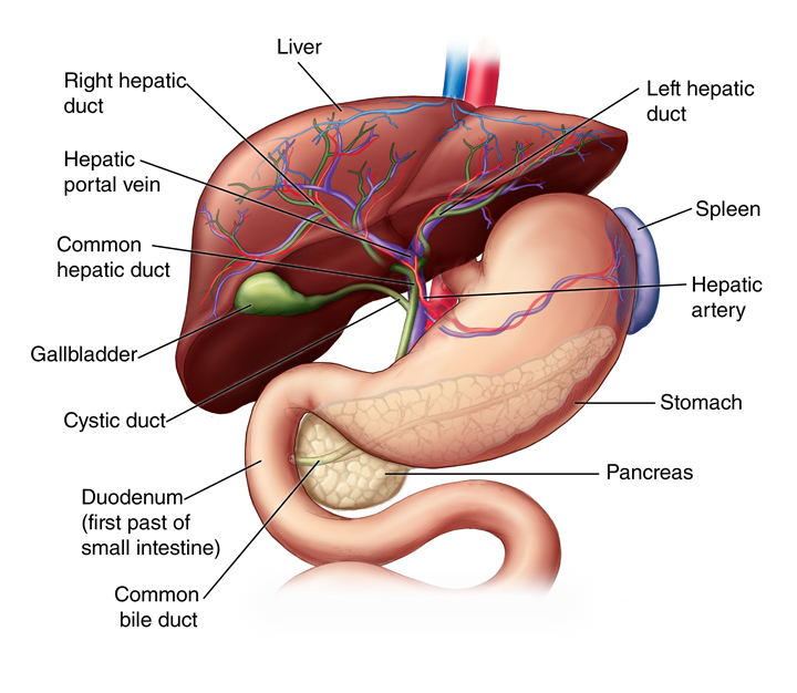 photo: Anatomy of Liver